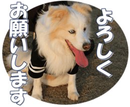 Bordercolliefan sticker #14563748