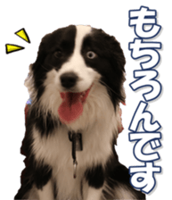 Bordercolliefan sticker #14563749