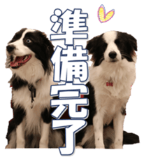 Bordercolliefan sticker #14563750