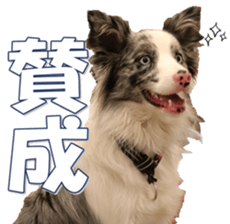 Bordercolliefan sticker #14563751