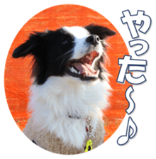 Bordercolliefan sticker #14563752