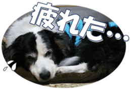 Bordercolliefan sticker #14563753