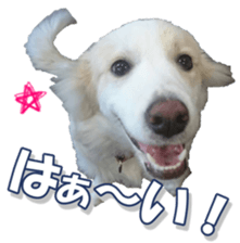 Bordercolliefan sticker #14563754