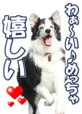 Bordercolliefan sticker #14563755