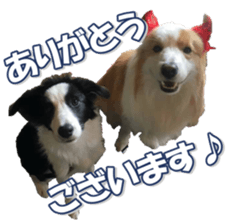 Bordercolliefan sticker #14563756