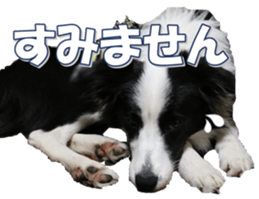 Bordercolliefan sticker #14563757