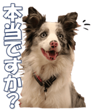 Bordercolliefan sticker #14563758