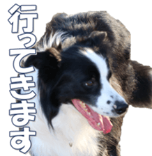 Bordercolliefan sticker #14563759