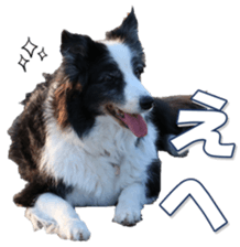 Bordercolliefan sticker #14563760