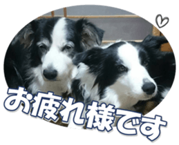 Bordercolliefan sticker #14563762