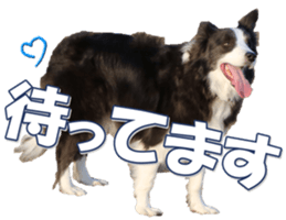 Bordercolliefan sticker #14563763