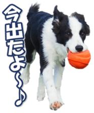 Bordercolliefan sticker #14563764