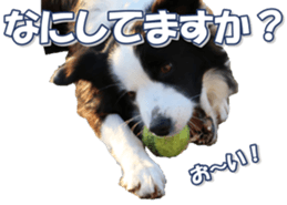 Bordercolliefan sticker #14563766