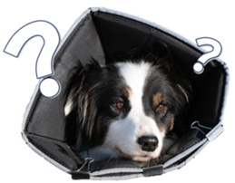 Bordercolliefan sticker #14563767