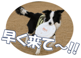 Bordercolliefan sticker #14563768