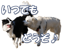 Bordercolliefan sticker #14563769