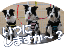 Bordercolliefan sticker #14563770