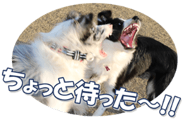 Bordercolliefan sticker #14563771