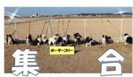 Bordercolliefan sticker #14563772