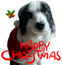 Bordercolliefan sticker #14563773