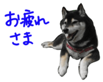 kuroshiba Yusuke sticker sticker #14564306