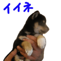 kuroshiba Yusuke sticker sticker #14564311