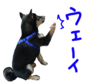 kuroshiba Yusuke sticker sticker #14564313