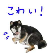 kuroshiba Yusuke sticker sticker #14564323