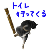 kuroshiba Yusuke sticker sticker #14564324