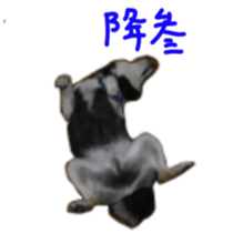 kuroshiba Yusuke sticker sticker #14564325