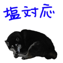 kuroshiba Yusuke sticker sticker #14564328