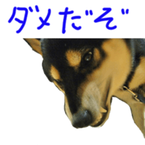 kuroshiba Yusuke sticker sticker #14564331