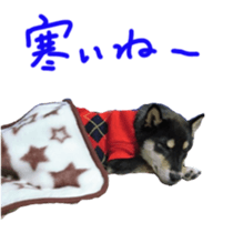 kuroshiba Yusuke sticker sticker #14564334