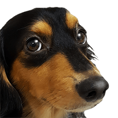Maro-chan of miniature dachshund