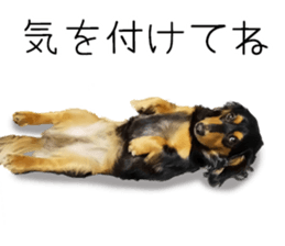 Maro-chan of miniature dachshund sticker #14565710