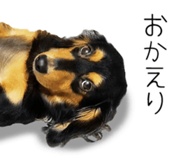 Maro-chan of miniature dachshund sticker #14565711