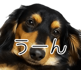 Maro-chan of miniature dachshund sticker #14565713