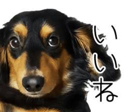 Maro-chan of miniature dachshund sticker #14565714