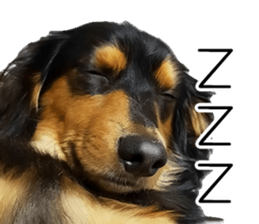 Maro-chan of miniature dachshund sticker #14565715