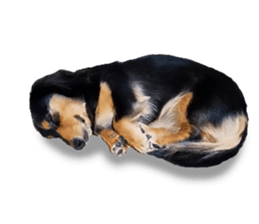 Maro-chan of miniature dachshund sticker #14565716