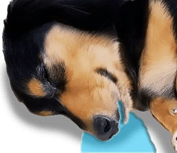 Maro-chan of miniature dachshund sticker #14565717