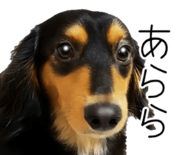 Maro-chan of miniature dachshund sticker #14565718
