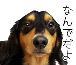 Maro-chan of miniature dachshund sticker #14565719