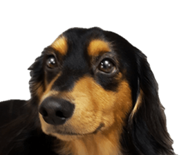 Maro-chan of miniature dachshund sticker #14565721