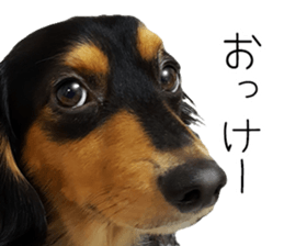 Maro-chan of miniature dachshund sticker #14565722
