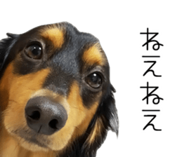 Maro-chan of miniature dachshund sticker #14565723