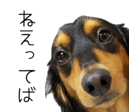 Maro-chan of miniature dachshund sticker #14565724