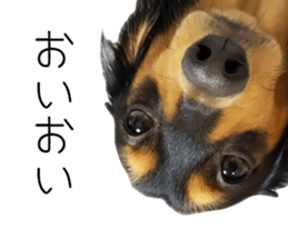 Maro-chan of miniature dachshund sticker #14565725