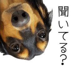 Maro-chan of miniature dachshund sticker #14565726