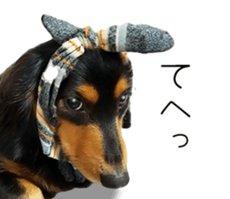 Maro-chan of miniature dachshund sticker #14565727